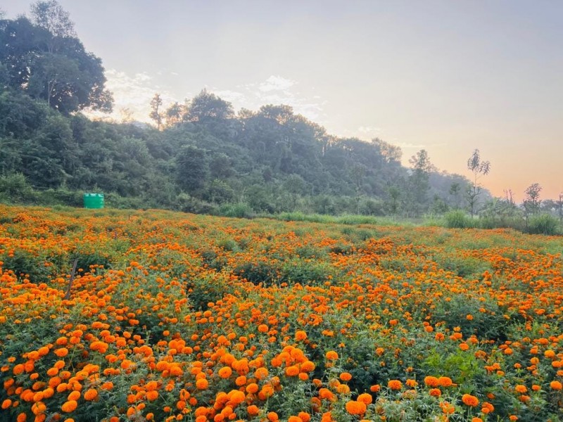 सयपत्री फूलखेतीको लागि ‘हब’ बन्दै तनहुँ